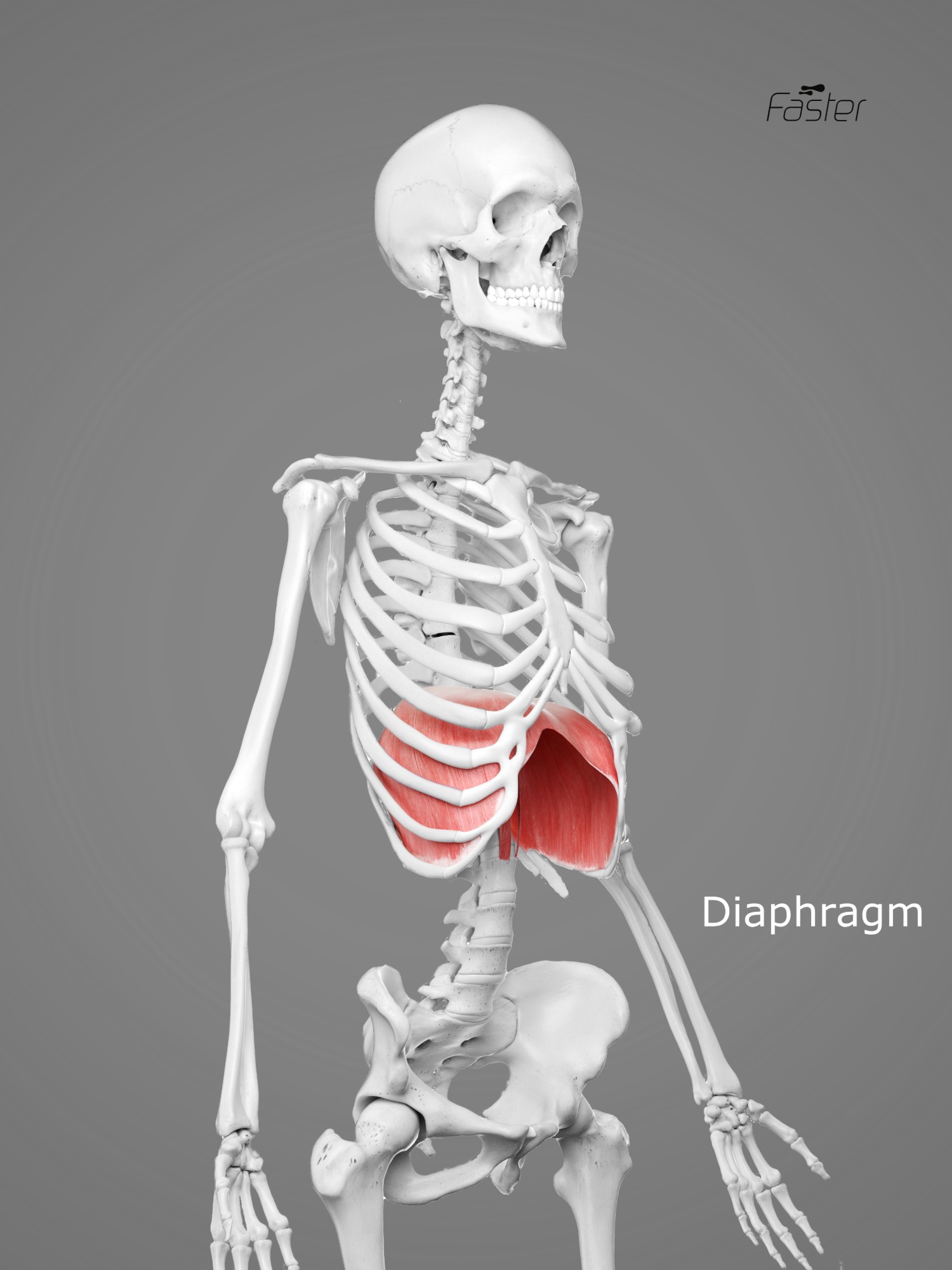 Abdominal exercise does not make diastasis worse